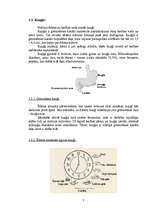 Referāts 'Gremošanas orgānu sistēma', 7.