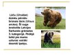 Prezentācija 'Plēsēju nozīme Latvijas dabā', 6.
