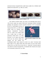 Referāts 'Parazitoloģija Passalurus ambiguus', 6.