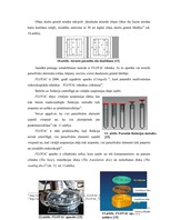 Referāts 'Parazitoloģija Passalurus ambiguus', 11.