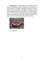 Referāts 'Mikrobioloģiskie procesi kompostēšanas ieguvē', 10.