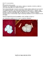 Konspekts 'Ritms, kontrasts, analoģija', 4.