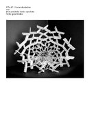 Konspekts 'Ritms, kontrasts, analoģija', 10.