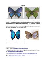 Referāts 'Zilā taurenīša optika', 8.