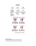 Prezentācija 'Cilvēka ģenētika', 2.