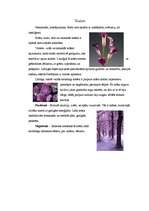 Konspekts 'Krāsu nozīmes', 8.