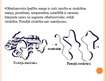 Prezentācija 'Olbaltumvielu denaturācija', 2.