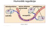 Prezentācija 'Kā notiek organisma darbības regulācija', 12.