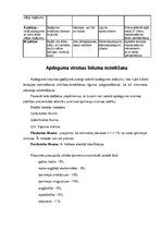 Referāts 'Apdegumi', 5.