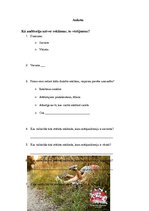 Referāts 'Drukāto reklāmu "Puma" un "Diesel" vizuālā attēlu analīze, auditorijas uztveres ', 9.