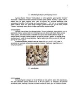 Biznesa plāns 'SIA "Launadziņi" biznesa plāns', 9.