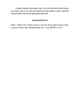 Konspekts 'Senās Divupes māksla un arhitektūra', 3.