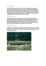 Referāts 'Staltbriedis', 3.