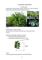 Referāts 'Vides ietekme uz kokveida karaganas (Caragana aborescens) morfoloģisko pazīmju i', 12.