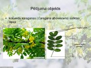 Referāts 'Vides ietekme uz kokveida karaganas (Caragana aborescens) morfoloģisko pazīmju i', 25.