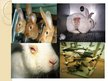 Prezentācija 'Vivisekcija, dzīvnieku izmantošana laboratorijās', 9.