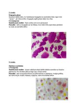 Konspekts 'Augļu un dārzeņu grozs', 3.