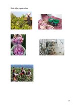 Referāts 'Bulgārijas rozes', 17.