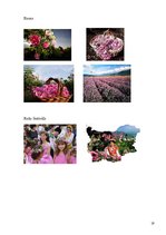 Referāts 'Bulgārijas rozes', 18.