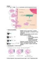 Konspekts 'Imunitāte', 4.