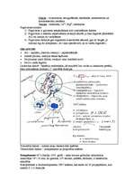 Konspekts 'Imunitāte', 7.