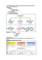 Konspekts 'Imunitāte', 8.
