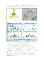 Konspekts 'Imunitāte', 10.