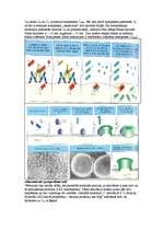 Konspekts 'Imunitāte', 11.