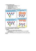 Konspekts 'Imunitāte', 15.