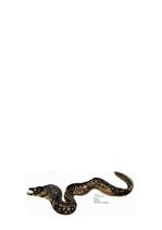 Konspekts 'Zemūdens pasaule', 14.