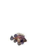 Konspekts 'Zemūdens pasaule', 16.