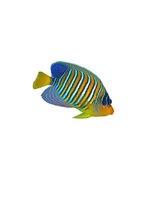 Konspekts 'Zemūdens pasaule', 38.