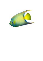 Konspekts 'Zemūdens pasaule', 41.