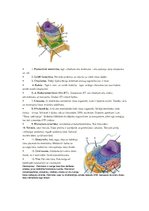 Konspekts 'Cilvēka, dzīvnieka šūnas sastāvs', 1.