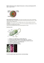 Konspekts 'Cilvēka, dzīvnieka šūnas sastāvs', 2.