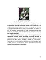 Referāts 'Begoniju aizsardzības projekts begoniju audzēšanai modeļsaimniecībā', 8.