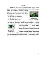 Referāts 'Begoniju aizsardzības projekts begoniju audzēšanai modeļsaimniecībā', 16.