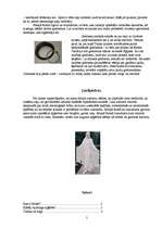 Referāts 'Antīkās Romas mode', 5.