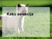 Prezentācija 'Kaķu selekcija', 1.