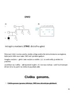 Konspekts 'Molekulārā bioloģija un ģenētika', 93.