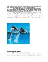 Referāts 'Delfīni', 7.