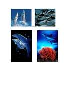 Referāts 'Delfīni', 9.