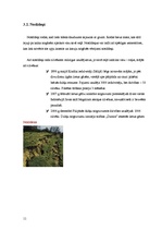 Referāts 'Dabas katastrofas', 11.