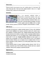 Diplomdarbs 'Terminologiearbeit auf Grund des Beispieltextes aus dem Baulexikon von Dietmar G', 43.