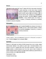 Diplomdarbs 'Terminologiearbeit auf Grund des Beispieltextes aus dem Baulexikon von Dietmar G', 47.