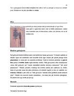 Diplomdarbs 'Terminologiearbeit auf Grund des Beispieltextes aus dem Baulexikon von Dietmar G', 63.