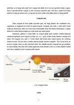 Referāts 'Zvaigznes un planētas', 5.