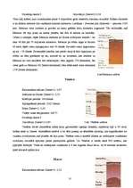 Referāts 'Zvaigznes un planētas', 10.