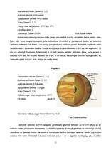 Referāts 'Zvaigznes un planētas', 11.