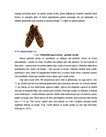 Referāts 'Apavu vēsture', 5.